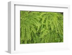 Western maidenhair fern, Columbia River Gorge National Scenic Area, Oregon-Adam Jones-Framed Photographic Print