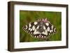 Western Marbled White Butterfly, Melanargia Galathea-Harald Kroiss-Framed Photographic Print