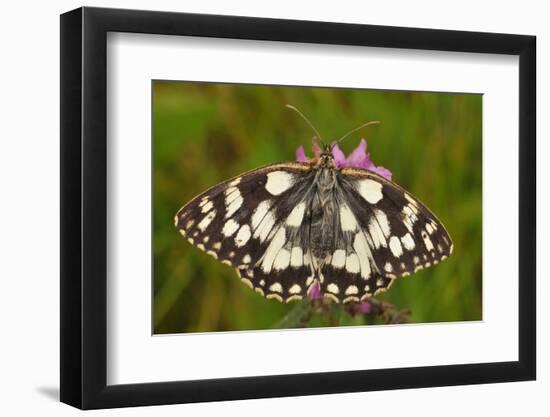 Western Marbled White Butterfly, Melanargia Galathea-Harald Kroiss-Framed Photographic Print