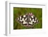 Western Marbled White Butterfly, Melanargia Galathea-Harald Kroiss-Framed Photographic Print