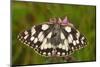 Western Marbled White Butterfly, Melanargia Galathea-Harald Kroiss-Mounted Photographic Print