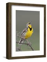 Western Meadow Lark Singing-Ken Archer-Framed Photographic Print