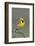 Western Meadow Lark Singing-Ken Archer-Framed Photographic Print