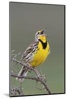 Western Meadow Lark Singing-Ken Archer-Mounted Photographic Print