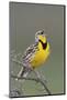 Western Meadow Lark Singing-Ken Archer-Mounted Photographic Print