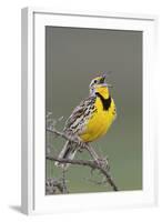 Western Meadow Lark Singing-Ken Archer-Framed Photographic Print