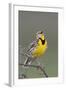 Western Meadow Lark Singing-Ken Archer-Framed Photographic Print