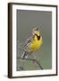 Western Meadow Lark Singing-Ken Archer-Framed Photographic Print