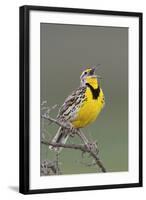 Western Meadow Lark Singing-Ken Archer-Framed Photographic Print