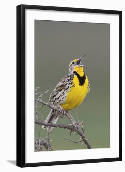 Western Meadow Lark Singing-Ken Archer-Framed Photographic Print