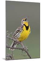 Western Meadow Lark Singing-Ken Archer-Mounted Photographic Print