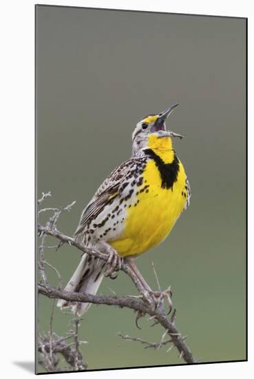 Western Meadow Lark Singing-Ken Archer-Mounted Photographic Print