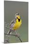 Western Meadow Lark Singing-Ken Archer-Mounted Photographic Print