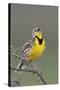 Western Meadow Lark Singing-Ken Archer-Stretched Canvas