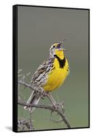 Western Meadow Lark Singing-Ken Archer-Framed Stretched Canvas