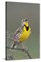 Western Meadow Lark Singing-Ken Archer-Stretched Canvas