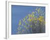Western meadowlark on the fall aspen leaves. Bosque del Apache NWR, New Mexico-Maresa Pryor-Framed Photographic Print