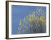 Western meadowlark on the fall aspen leaves. Bosque del Apache NWR, New Mexico-Maresa Pryor-Framed Photographic Print