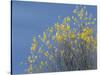 Western meadowlark on the fall aspen leaves. Bosque del Apache NWR, New Mexico-Maresa Pryor-Stretched Canvas