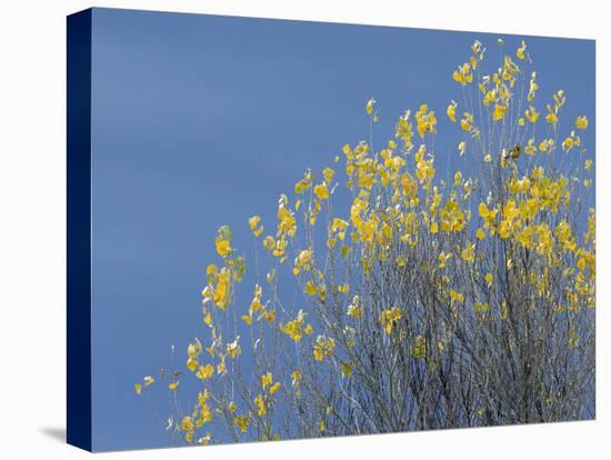 Western meadowlark on the fall aspen leaves. Bosque del Apache NWR, New Mexico-Maresa Pryor-Stretched Canvas