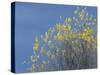 Western meadowlark on the fall aspen leaves. Bosque del Apache NWR, New Mexico-Maresa Pryor-Stretched Canvas