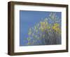 Western meadowlark on the fall aspen leaves. Bosque del Apache NWR, New Mexico-Maresa Pryor-Framed Photographic Print