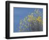 Western meadowlark on the fall aspen leaves. Bosque del Apache NWR, New Mexico-Maresa Pryor-Framed Photographic Print