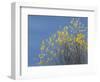 Western meadowlark on the fall aspen leaves. Bosque del Apache NWR, New Mexico-Maresa Pryor-Framed Photographic Print