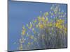 Western meadowlark on the fall aspen leaves. Bosque del Apache NWR, New Mexico-Maresa Pryor-Mounted Photographic Print