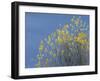 Western meadowlark on the fall aspen leaves. Bosque del Apache NWR, New Mexico-Maresa Pryor-Framed Photographic Print