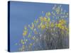 Western meadowlark on the fall aspen leaves. Bosque del Apache NWR, New Mexico-Maresa Pryor-Stretched Canvas