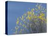 Western meadowlark on the fall aspen leaves. Bosque del Apache NWR, New Mexico-Maresa Pryor-Stretched Canvas