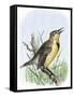 Western Meadowlark Singing-null-Framed Stretched Canvas