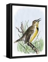 Western Meadowlark Singing-null-Framed Stretched Canvas
