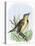 Western Meadowlark Singing-null-Stretched Canvas