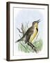 Western Meadowlark Singing-null-Framed Giclee Print