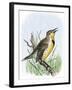 Western Meadowlark Singing-null-Framed Giclee Print