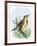 Western Meadowlark Singing-null-Framed Giclee Print