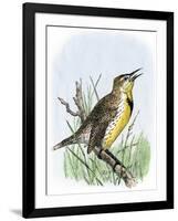 Western Meadowlark Singing-null-Framed Giclee Print