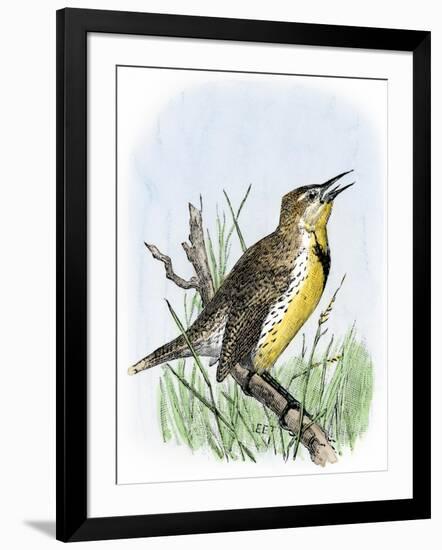 Western Meadowlark Singing-null-Framed Giclee Print