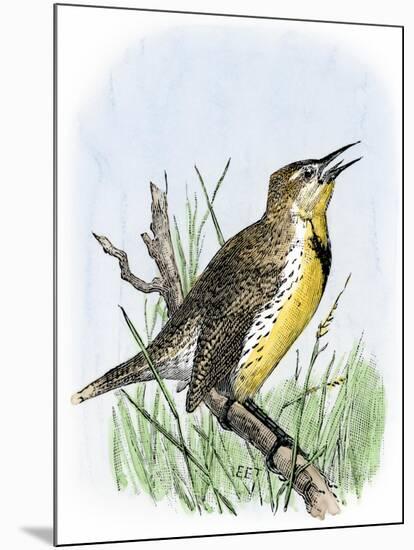 Western Meadowlark Singing-null-Mounted Giclee Print