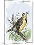 Western Meadowlark Singing-null-Mounted Giclee Print