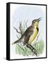 Western Meadowlark Singing-null-Framed Stretched Canvas