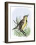 Western Meadowlark Singing-null-Framed Giclee Print