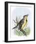 Western Meadowlark Singing-null-Framed Giclee Print