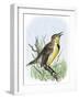 Western Meadowlark Singing-null-Framed Giclee Print