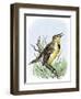 Western Meadowlark Singing-null-Framed Giclee Print