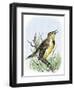 Western Meadowlark Singing-null-Framed Giclee Print