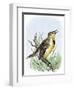 Western Meadowlark Singing-null-Framed Giclee Print