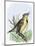 Western Meadowlark Singing-null-Mounted Giclee Print